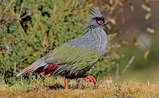 Geoffroy colori naturali -Soffia ombra.j
