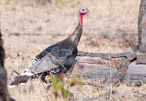Meleagris g. gallopavo - Monte Escobedo, Zacatecas MX 20-03-17 - Adán Camacho Márquez · i
