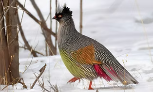 6 Ithaginis c. beicBeiki sottospecie Xin