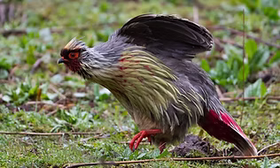 Cruentus_-_Paro_Bhutan_-_Tshering_Tobgay