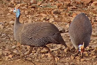 Limpopoensis_-_Hannah_Lodge_-_Limpopo_pr