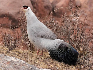 Dolani - di Wu Jiawei, distretto di Angsai, contea di Yushu,  Qinghai.jpg