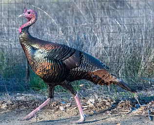 Merriami pare - Solano county California