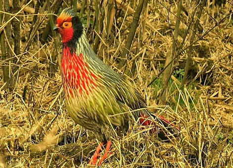 marionae - 06-12-2018 Baihualing Bird Shooter.jpg
