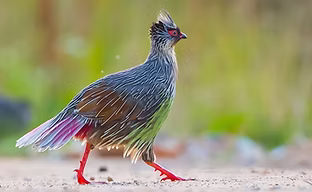 Sinensis - Hanzhong, provincia di Shaanxi 2017 -Wei Wei Qinling 3.jpg