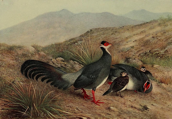 Harmani - Journal Bombay Natural History Society June 1916. Vol. XXIV. N° 4. THE GAME BIRD