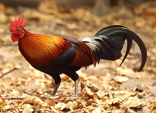 5 Ly Lan Le Do - Kaeng Krachan Phetchabu