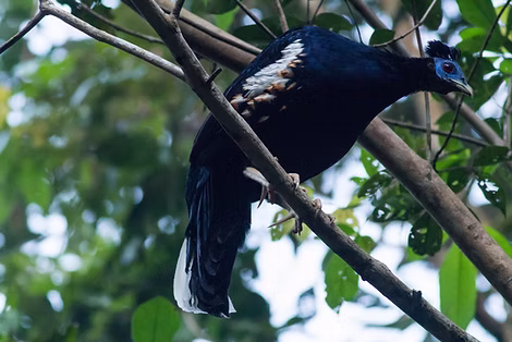 Lophura rufa ( località per delacouri e sumatrana ) - Taman Nasional Way Kambas, Lampung,