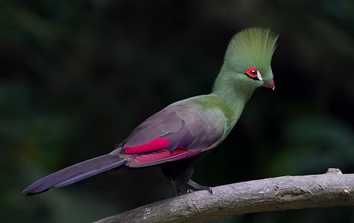 Turaco persa - 14-09-13 - KS Kong flickr com 1 - Copia.PNG