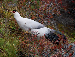 Lichiangense pare -   Baima Snow Mountain Nature Reserve, Yunnan, China (October) 07-08-18