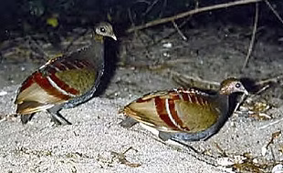 (Eulipoa wallacei) (photo C.J. Heij)..png