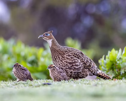 Impejanus -  Tibet 07-05-25 - Vento da sud-est birbnet cn.jpg