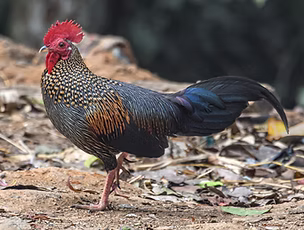 Gallus sonneratii - Pathanamthitta, Kerala, India 03-02-24 - H Nambiar search.PNG