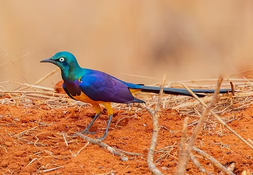 16 Lampotrornix regius